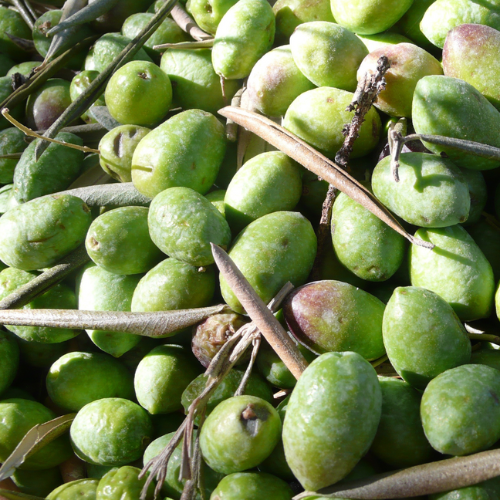 Aceitunas